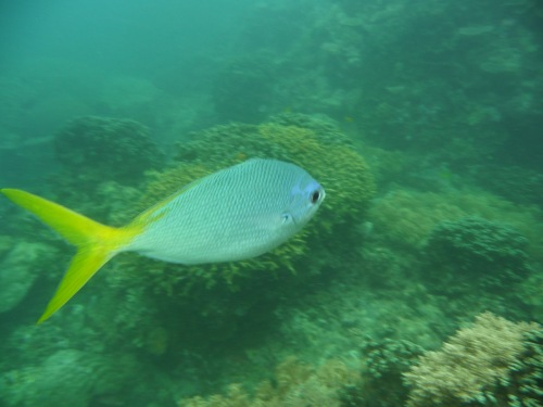 One of my better attempts at underwater photography. Don't ask me what kind of fish this is.